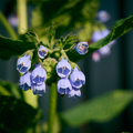 Allantoin